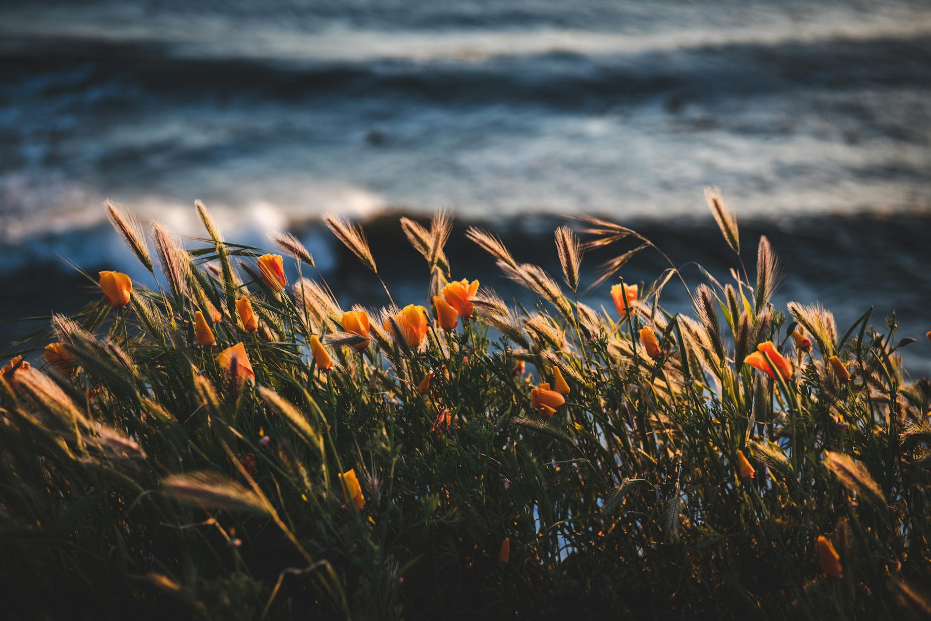 orange wildflowers against a blurry dark blue sea