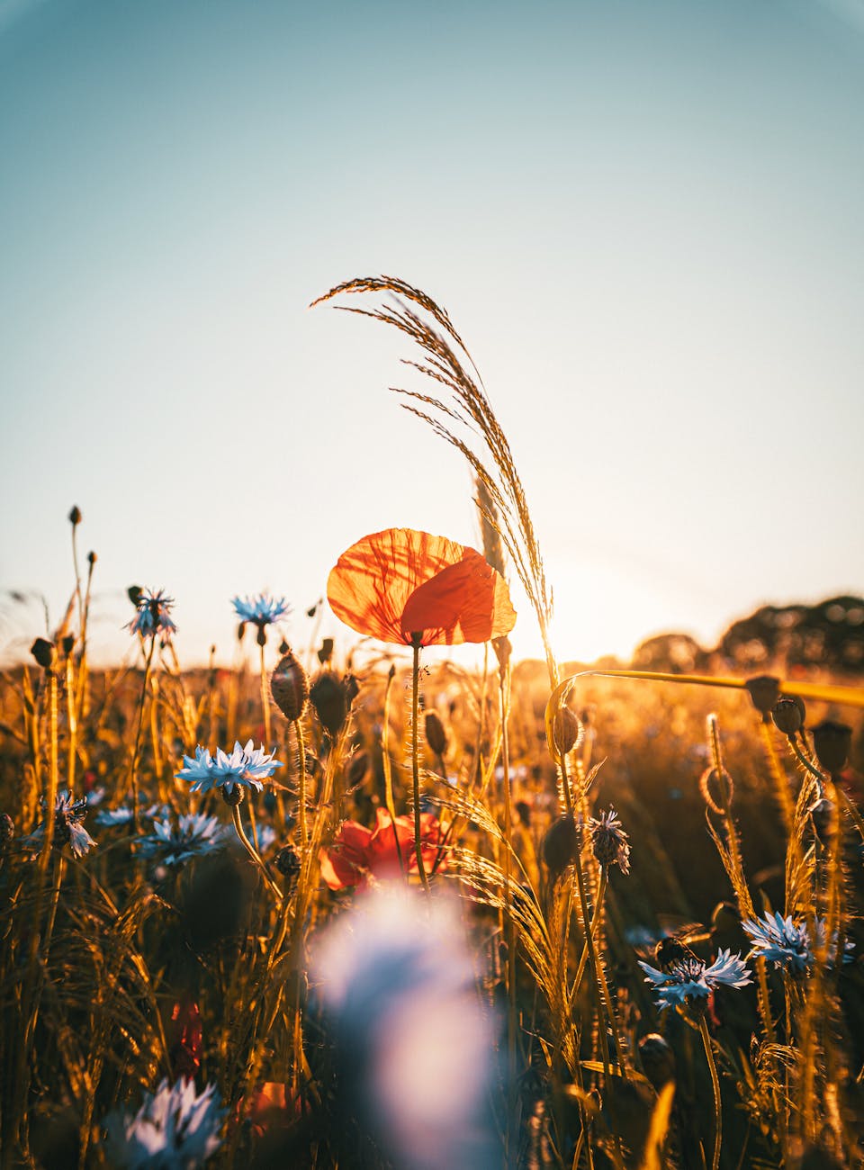 blue and orange wildflowers in a sun soaked field